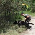 Pasieniečių tarnybinių &scaron;unų čempionato akimirkos