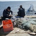 Brakonieriai ramiai, vidury dienos traukė žuvis i&scaron; tinklų prie Ventės rago ir nepaisė nei praeivių, nei inspektorių.