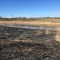Gaisrą Dysnos pakrantėje gesino ir pasieniečiai, ir ugniagesiai