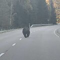Kelyje Visaginas-Vilnius užfiksuota me&scaron;ka