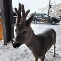 Stirninas Jaukutis Panemunės muitinės poste