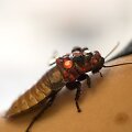 Tarakonas