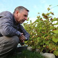 Prof. Alius Ulevičius savo vynuogyne
