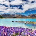Tekapo ežeras Naujojoje Zelandijoje