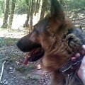 Besidžiaugiantis gera naujiena, beveik vilkas