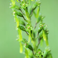 Kiau&scaron;ininė dviguonė (lot. Listera ovata)