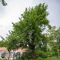 Sostinės savivaldybė patvirtino brandžių medžių tvarkymo rekomendacijas