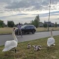 Gulbių &scaron;eimyna Klaipėdoje