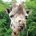 Į Lietuvos zoologijos sodą atvyksta nauja žirafa
