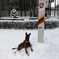 Belgų aviganė Octavia