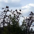Lietuvos pajūris: Juodkrantė &ndash; ten, kur o&scaron;ia pu&scaron;ys, kvepia rūkytas kar&scaron;is ir klykia kormoranai