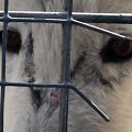 Ant Klaipėdos zoologijos sode gyvenančios vilkės snukio pastebėtas randas papiktino lankytojus.