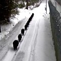 Pasieniečių kameros užfiksavo &scaron;ernų &scaron;eimyną