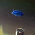 Mokslininkai sukūrė judantį plastiką