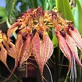 Bulbophyllum rothschildianum &ndash; tik pažvelkite, kokia žiedų forma, spalva ir ra&scaron;tai!