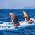 Delfinai