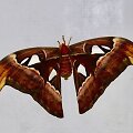 Pietryčių Azijos tropiniuose ir subtropiniuose mi&scaron;kuose gyvenantis vienas didžiausių pasaulio naktinių drugių &ndash; Attacus atlas