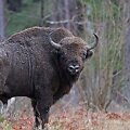 Valstybinės saugomų teritorijų tarnybos nuotr. Stumbras