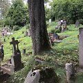Kapavietes ardantis klevas Vilniaus Saulės kapinėse
