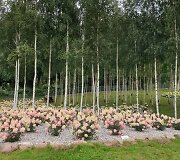 Panevėžio rajone įsikūręs Hortenzijų parkas