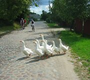 Kur&scaron;ių marių keliukais