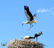Kauno rajone, &Scaron;lienavoje, gyvenančių Genovaitės ir Evardo sodyba &ndash; tikras gandrų rojus