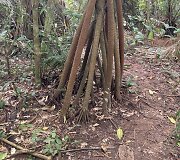 Austėjos ir Emmos vie&scaron;nagė Rurenabakėje