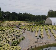 Panevėžio rajone įsikūręs Hortenzijų parkas