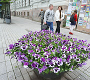 Gėlių gausa Vilnius pasigirti negali
