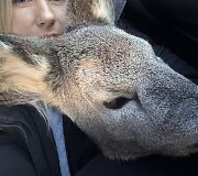 Tel&scaron;ių rajone rasta su&scaron;alusi stirnos jauniklė.