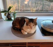 Katinas Vincas savo naujuose namuose