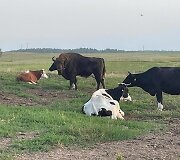 Į Karužų kaimą Varėnos rajone atklydo laukinis stumbras