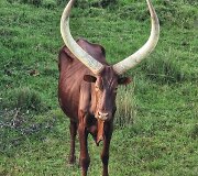 Algirdo kelionė per Afriką dviračiu