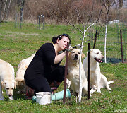 Daiva Grigonienė ir labradorai