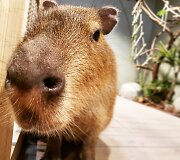 Spalis &bdquo;Zoopark&ldquo; &ndash; i&scaron;skirtinės pramogos ir nemokamos ekskursijos
