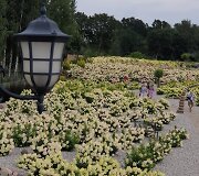 Panevėžio rajone įsikūręs Hortenzijų parkas