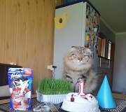 Fergis