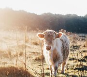 Svajinga fotografo kelionė per Vokietiją, &Scaron;veicariją ir Kroatiją