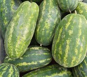 Žukų &scaron;eima kasmet sulaukia gausaus arbūzų ir melionų derliaus