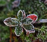 Rudens grožybės skaitytojų nuotraukose: &scaron;alna