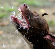 Pitbulis