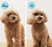&bdquo;PetCity&ldquo; lankytojas prie&scaron; grožio procedūras ir po jų 