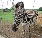 Trakėnų zoologijos sode