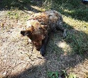 Elektrėnų ugniagesiai gelbėtojai i&scaron;gelbėjo &scaron;unį po sudėtingos operacijos