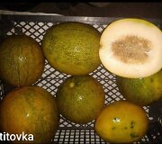 Žukų &scaron;eima kasmet sulaukia gausaus arbūzų ir melionų derliaus