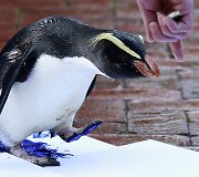 Pingvinas