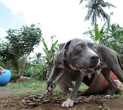 Pitbulis
