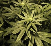 Marihuana