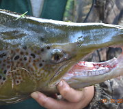 Vilniuje sužvejota 15 kg la&scaron;i&scaron;a