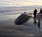 Islandijos paplūdimyje lietuvis užfiksavo bangų i&scaron;mestą nugai&scaron;usį banginį